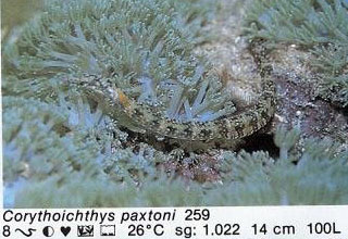 Corythoichthys paxtoni